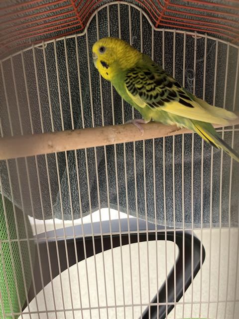 Chirpy