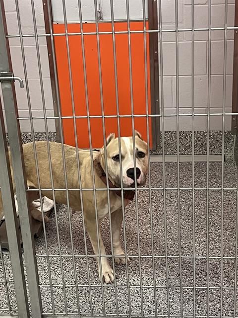 Adoptable Dog