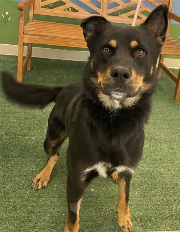Odin