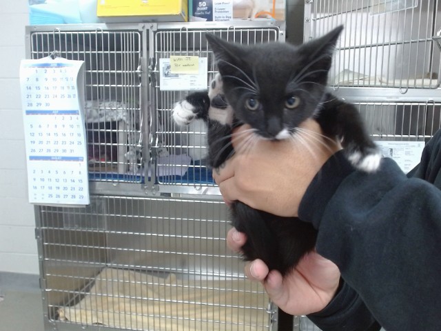 Mitzy