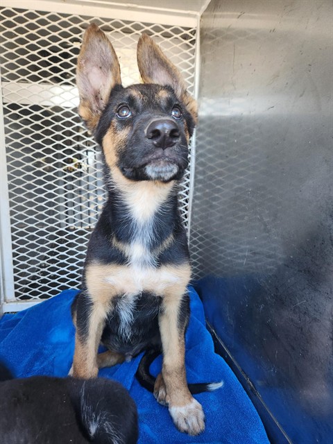 Adoptable Dog