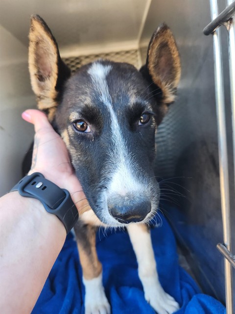 Adoptable Dog