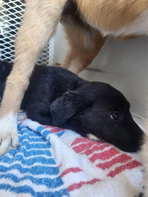 Adoptable Dog