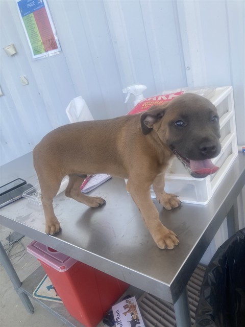 Adoptable Dog