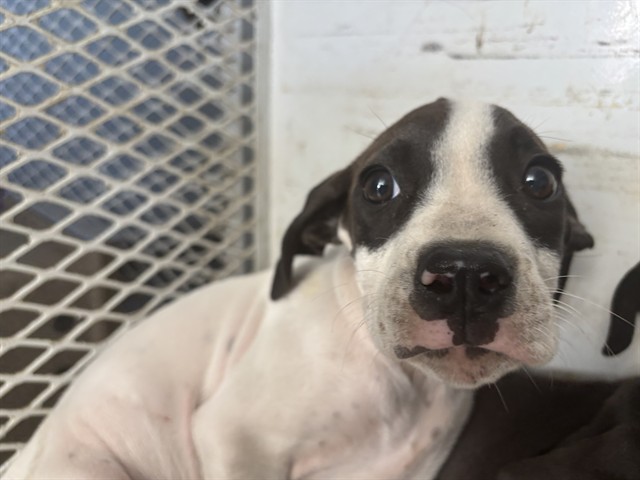 Adoptable Dog