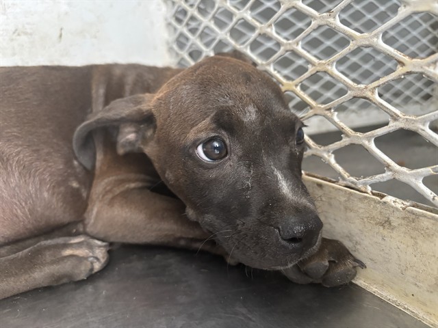 Adoptable Dog