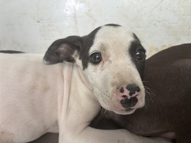 Adoptable Dog