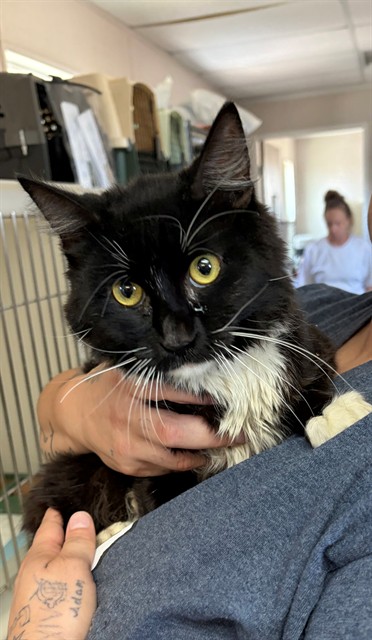 Adoptable Cat