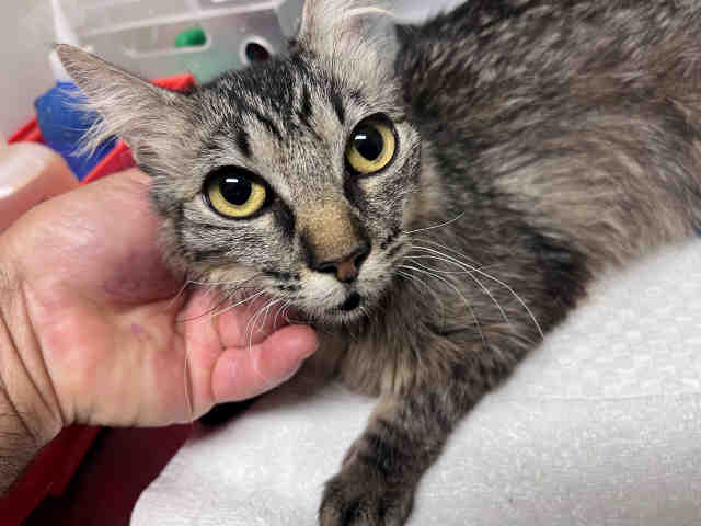 Adoptable Cat