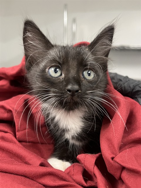 Adoptable Cat