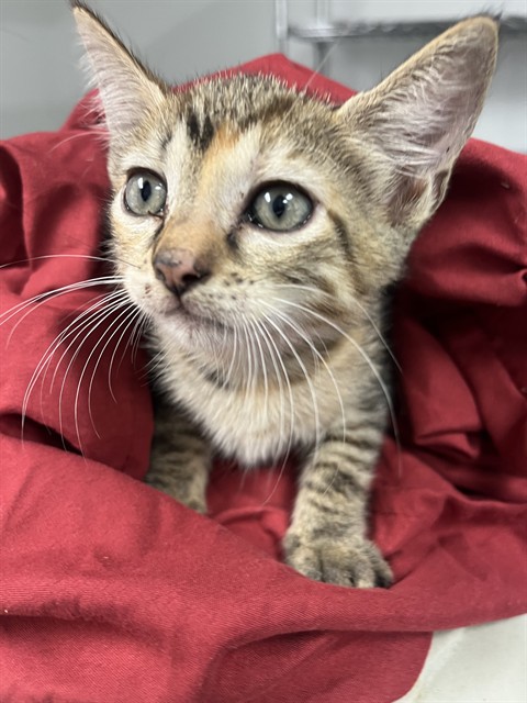 Adoptable Cat