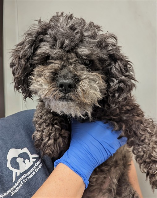 Dottie - In Foster