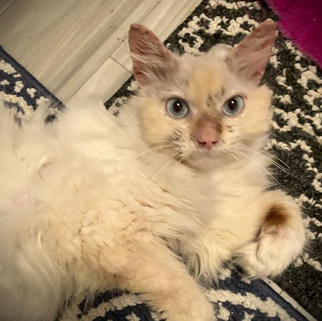 Little Kitty