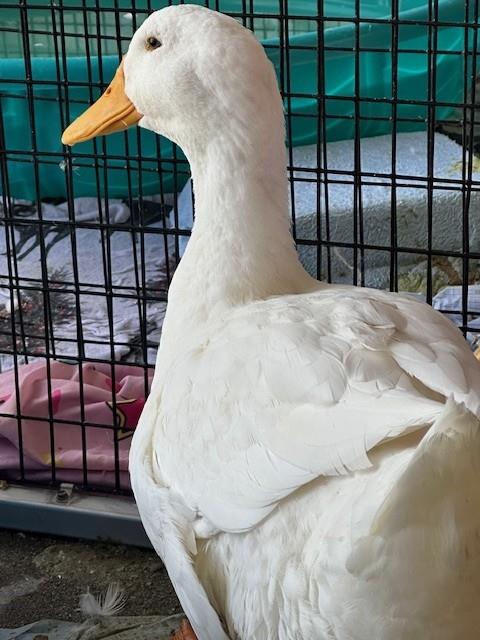 Aflac
