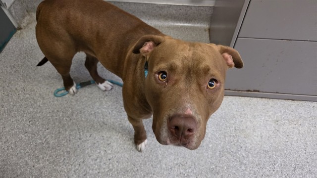 Adoptable Dog