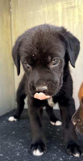 Oreo