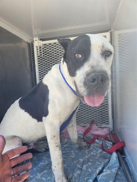 Adoptable Dog