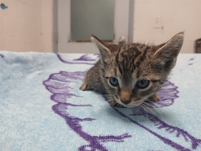 Adoptable Cat