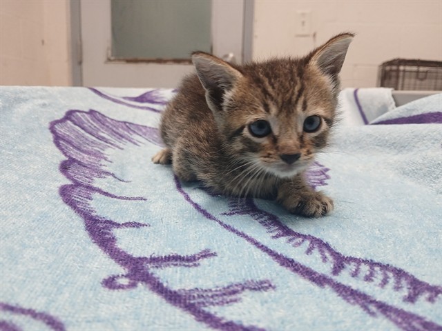 Adoptable Cat