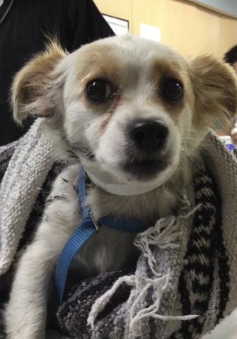 Adoptable Dog