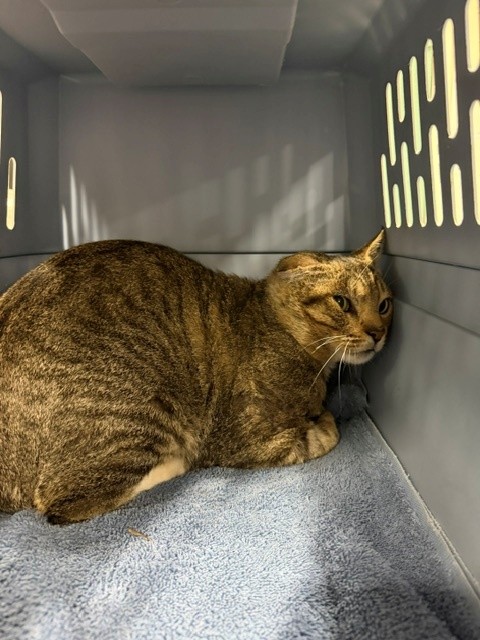 Adoptable Cat