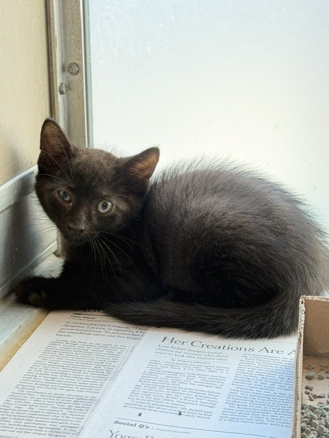 Adoptable Cat