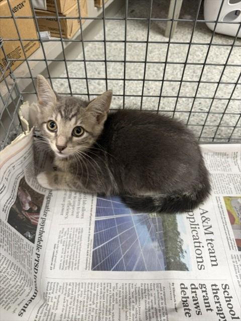Adoptable Cat