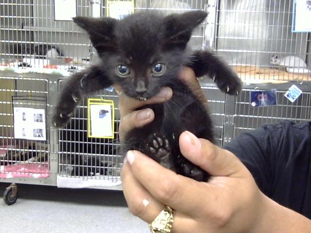 Adoptable Cat
