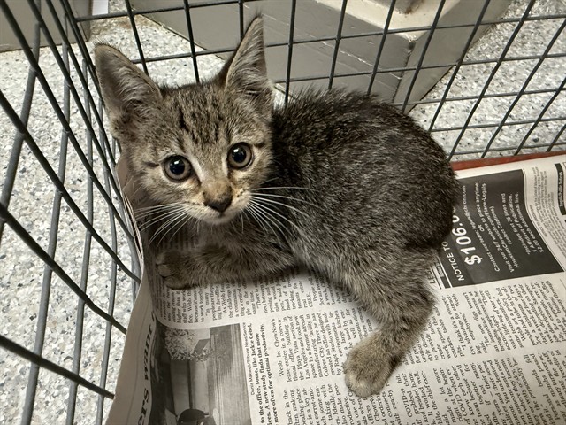 Adoptable Cat