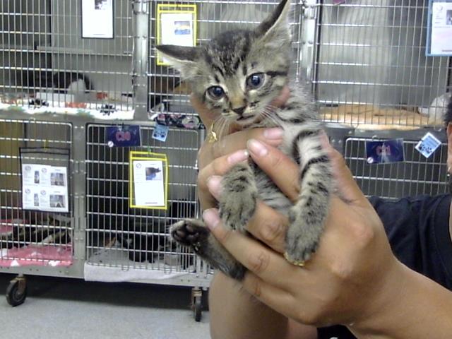 Adoptable Cat