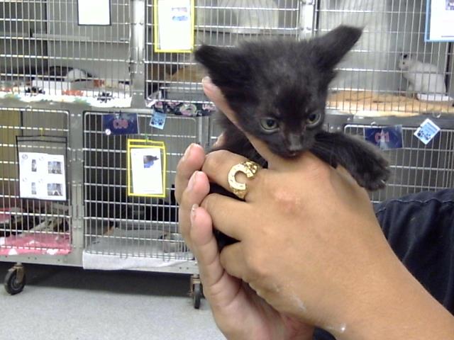 Adoptable Cat