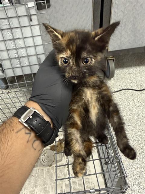 Adoptable Cat