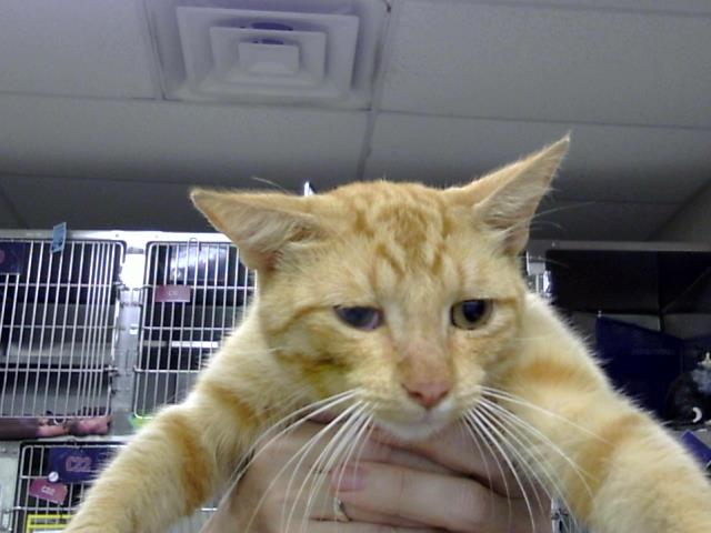 Adoptable Cat