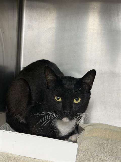 Adoptable Cat