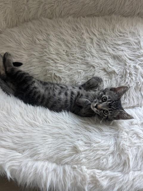Kylo