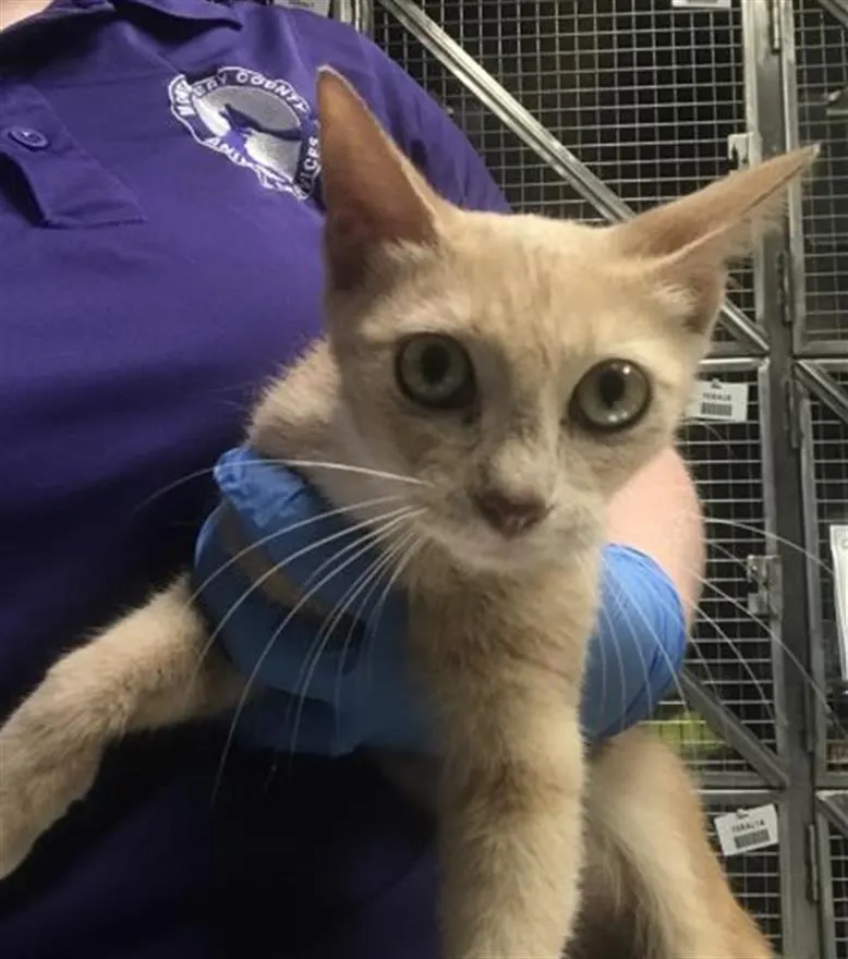 Adoptable Cat