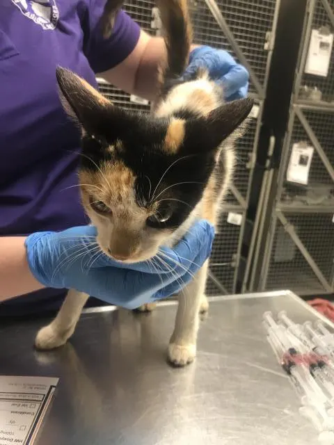 Adoptable Cat