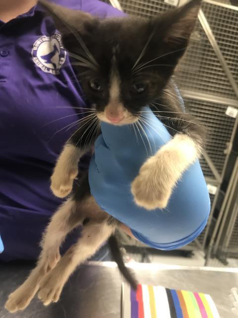 Adoptable Cat