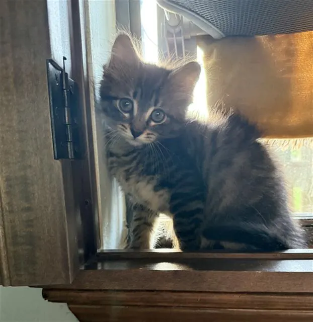 Mochi