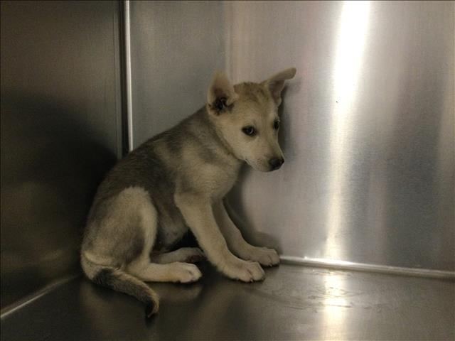 Adoptable Dog