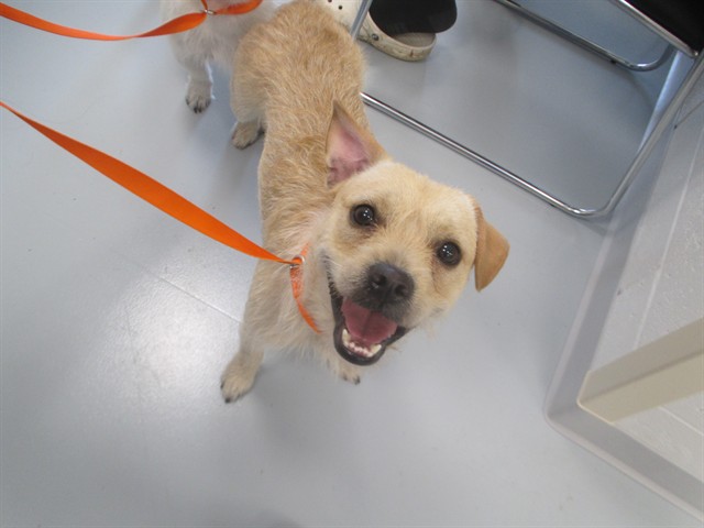 Adoptable Dog