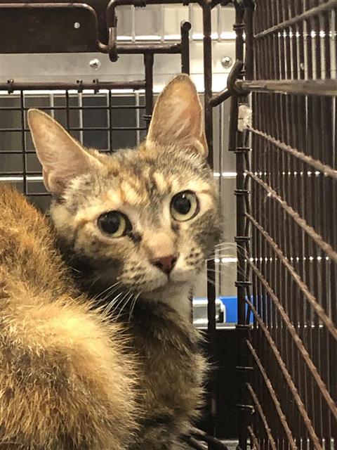 Adoptable Cat