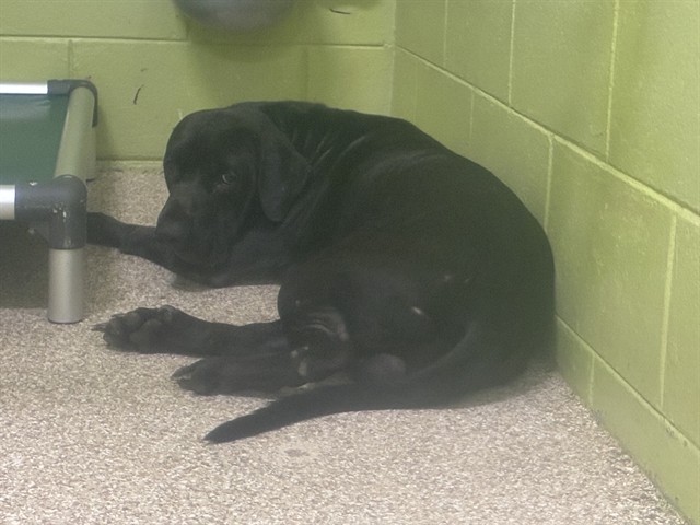 Adoptable Dog