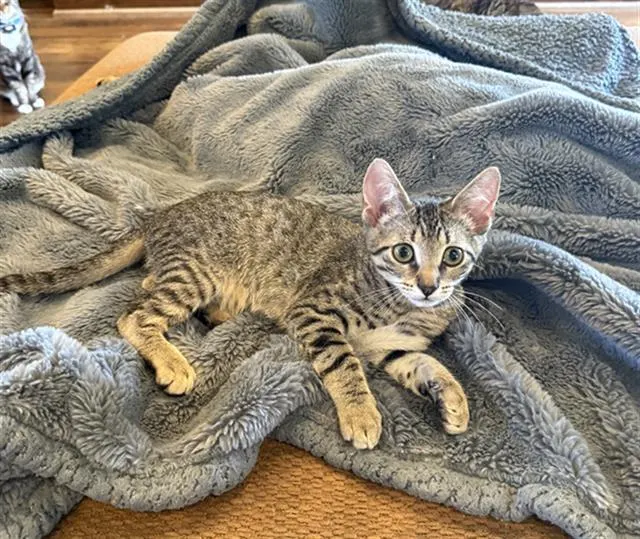Milo