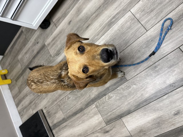 Cooper