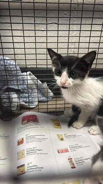 Adoptable Cat