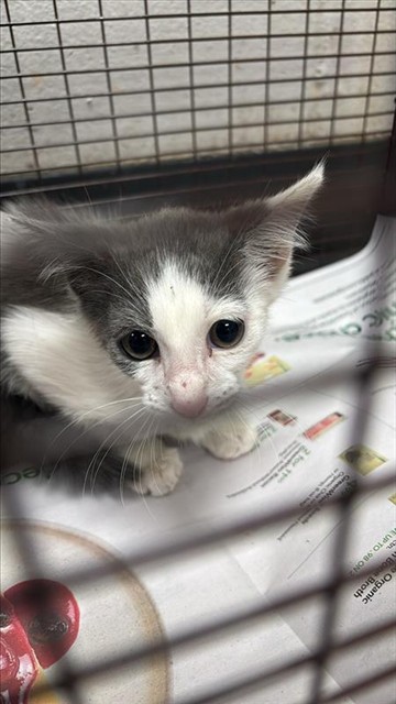 Adoptable Cat