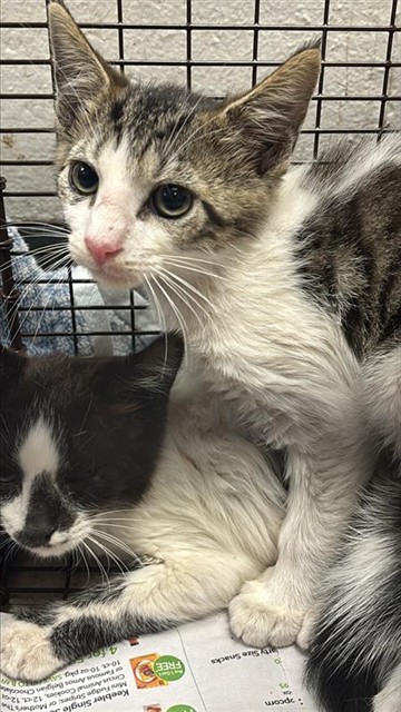 Adoptable Cat