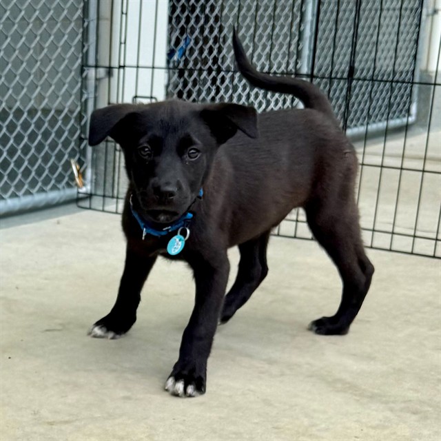 Carmen