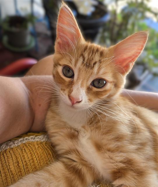 Apollo